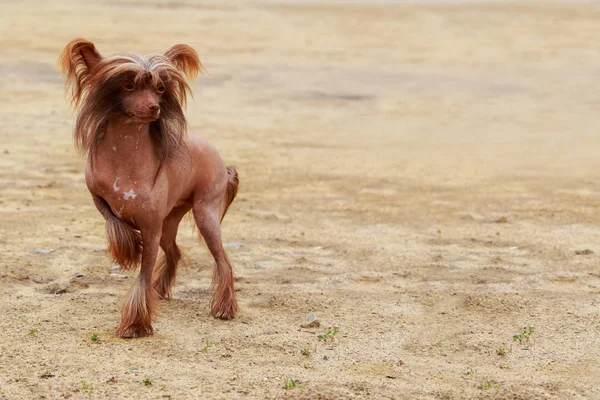 Perro Crianza Chino Cresta Stands Arena — Foto de Stock