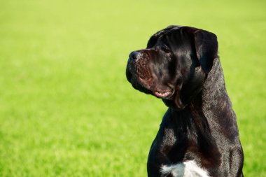 Köpek doğurmak Italiano Cane Corso yakın çekim