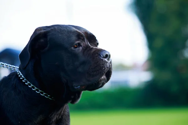 Perro Raza Italiano Cane Corso Primer Plano — Foto de Stock