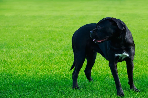 Den Hund Ras Italiano Cane Corson Ett Grönt Gräs — Stockfoto