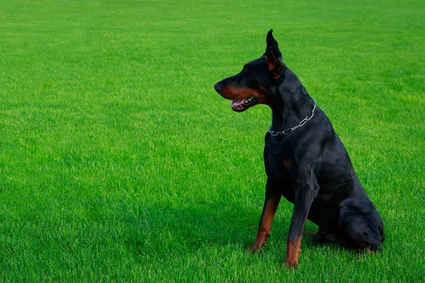 Het Ras Van Hond Dobermann Pinscher Zit Een Groen Gras — Stockfoto