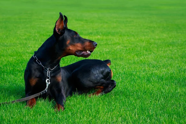 Порода Собак Доберман Пинчер Лежит Зеленой Траве — стоковое фото