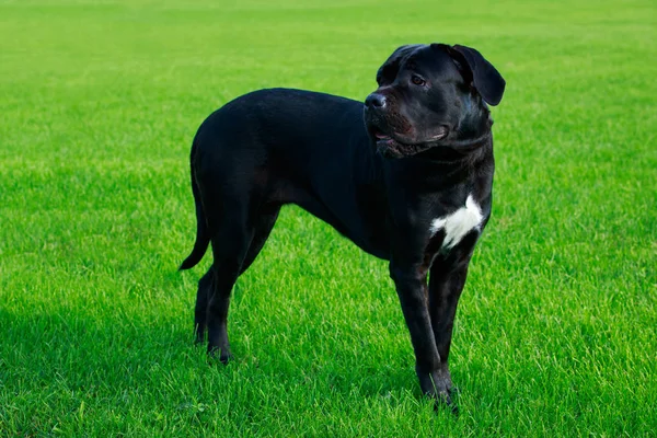 Cão Cria Corso Cana Italiano Uma Grama Verde — Fotografia de Stock