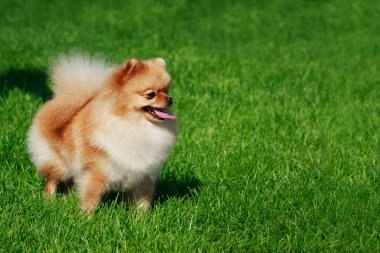 Küçük Pomeranian Spitz stand yeşil çimenlerin üzerinde