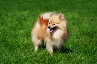 Küçük Pomeranian Spitz stand yeşil çimenlerin üzerinde