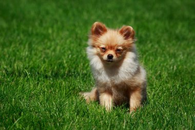 Küçük Pomeranian Spitz yeşil çimenlerin üzerinde oturan