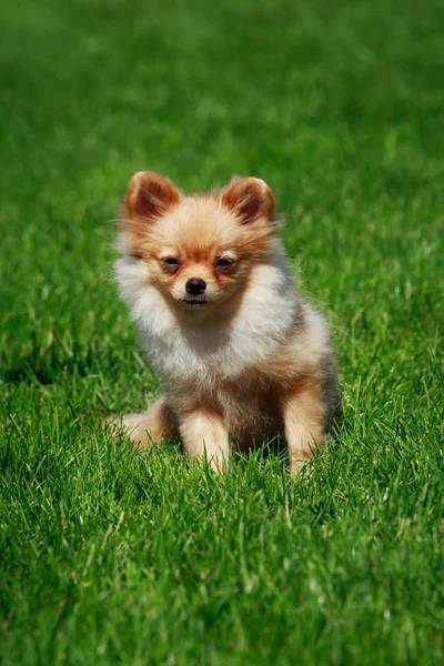 Pequeño Pomeranian Spitz Sentado Sobre Hierba Verde —  Fotos de Stock