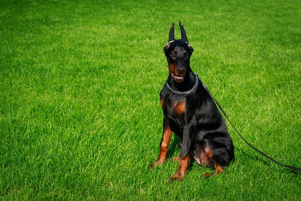 緑の芝生の上に座っている犬種ドーベルマン — ストック写真