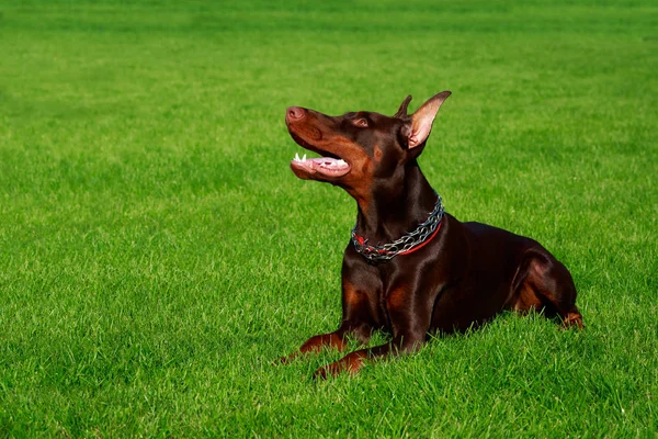 Порода Собак Доберман Пинчер Лежит Зеленой Траве — стоковое фото
