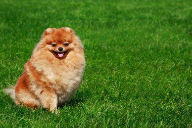 köpek doğurmak pomeranian spitz