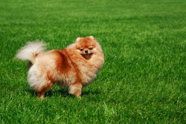 Küçük Pomeranian Spitz stand yeşil çimenlerin üzerinde