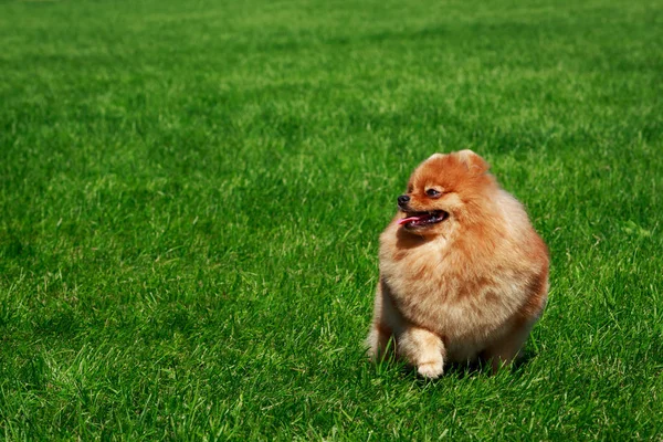 Küçük Pomeranian Spitz Yeşil Çimenlerin Üzerinde Oturan — Stok fotoğraf