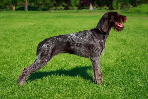 Dog Breed Drahthaar Stands Green Grass — Stockfoto