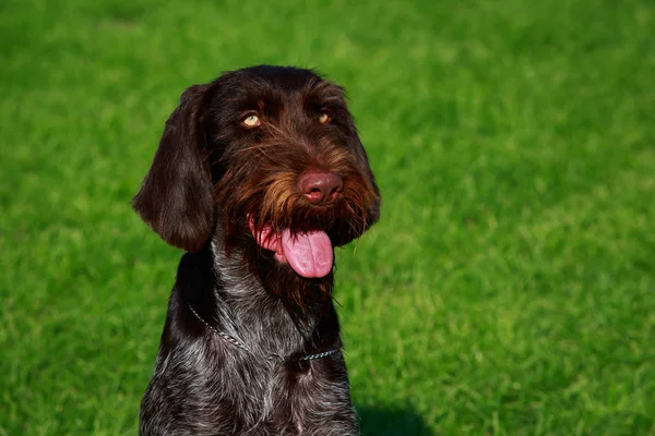 Hunden Rasen Drahthaar Platser Ett Grönt Gräs — Stockfoto