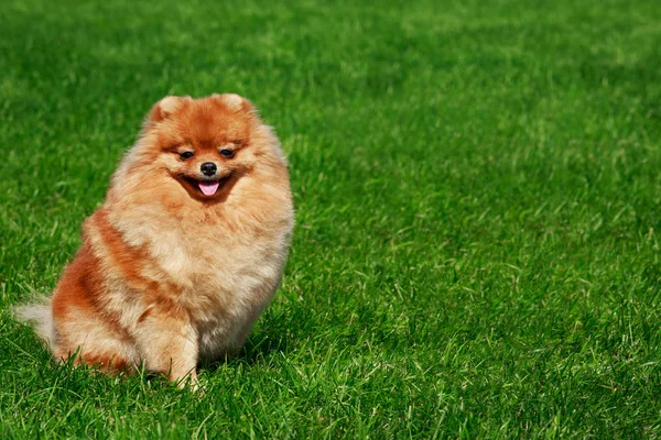 A raça de cão spitz pomeranian — Fotografia de Stock