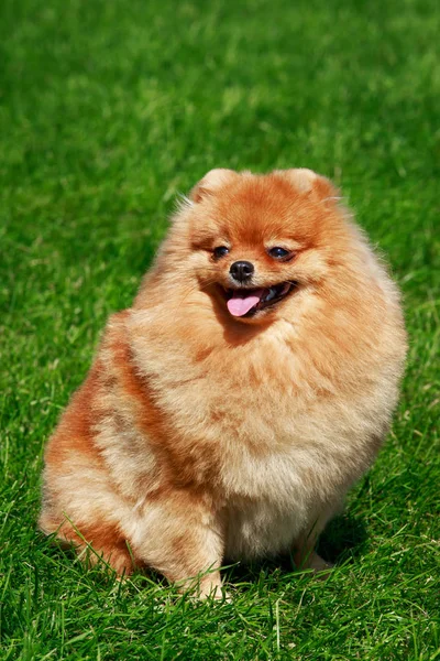 The dog breed pomeranian spitz — Stock Photo, Image