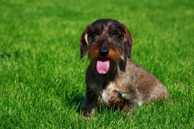 Köpek doğurmak tel saçlı dachshund oturup yeşil çimenlerin üzerinde