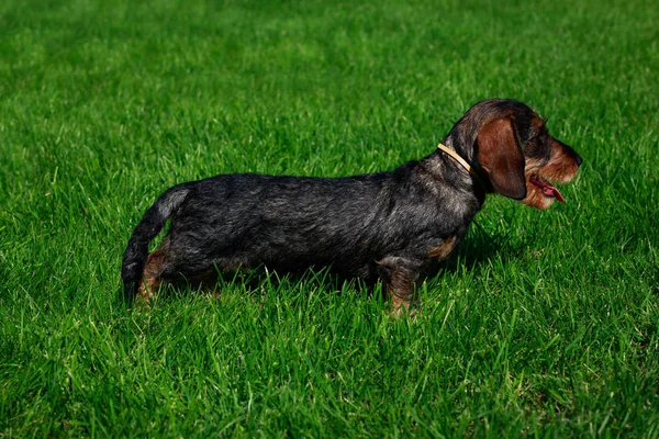 緑の芝生に立っているワイヤ髪のダックスフント犬の品種 — ストック写真