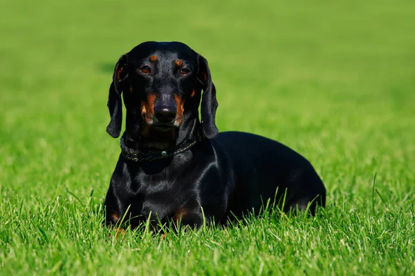 Die Hunderasse Dackel Liegt Auf Grünem Gras — Stockfoto