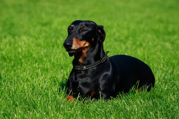犬の品種のダックスフントは緑の草に横たわっています — ストック写真