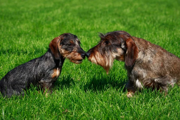 Dos Perros Salchichas Pelo Alambre Miniatura Paran Sobre Hierba Verde — Foto de Stock