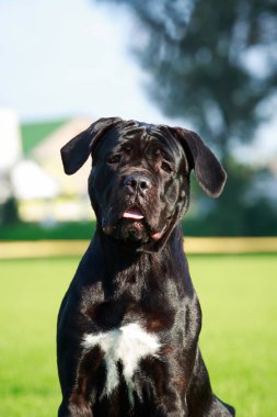 Köpek doğurmak Italiano Cane Corso yakın çekim