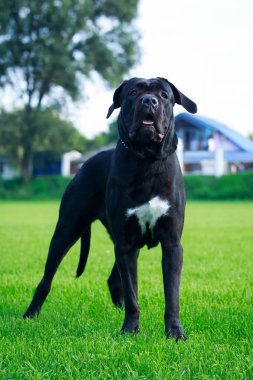 Köpek doğurmak italiano cane corso yeşil çimenlerin üzerinde