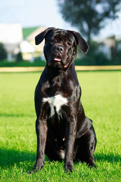 Köpek Doğurmak Italiano Cane Corso Yeşil Çimenlerin Üzerinde — Stok fotoğraf