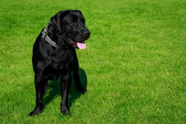 Köpek doğurmak Labrador yeşil çimenlerin üzerinde duruyor.