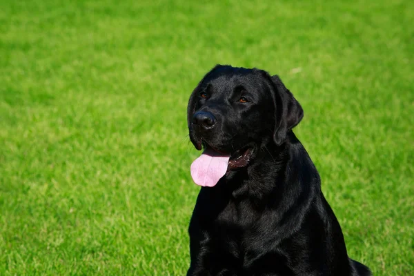 Rasy Psów Labrador Siedzi Zielonej Trawie — Zdjęcie stockowe