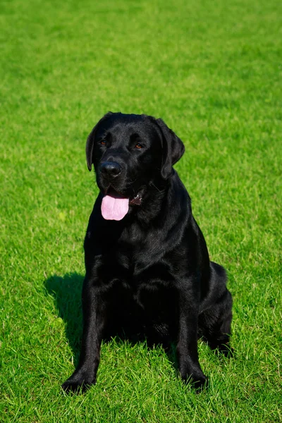 Der Labrador Der Hunderasse Sitzt Auf Einem Grünen Gras — Stockfoto