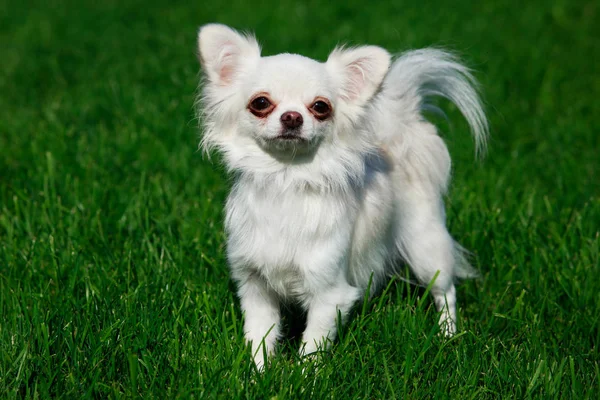 Cría Perros Chihuahua Sobre Fondo Hierba Verde —  Fotos de Stock