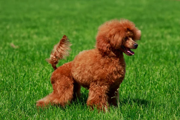 Собака Породи Невеликі Мініатюри Пудель Стоїть Зеленій Траві — стокове фото