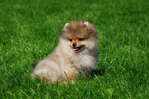 Pequeño Pomeranian Spitz Sentado Sobre Hierba Verde — Foto de Stock