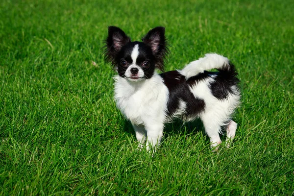 Cane Razza Chihuahua Uno Sfondo Erba Verde — Foto Stock