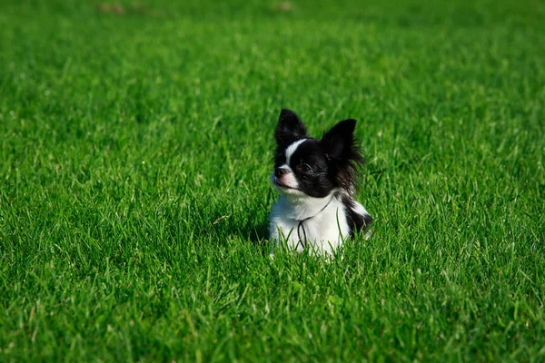 Hund Rasen Chihuahua Bakgrund Grönt Gräs — Stockfoto