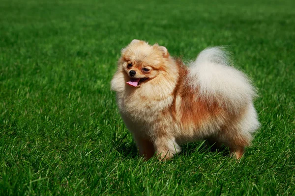 Malý Špic Pomeranian Postavit Zelené Trávě — Stock fotografie