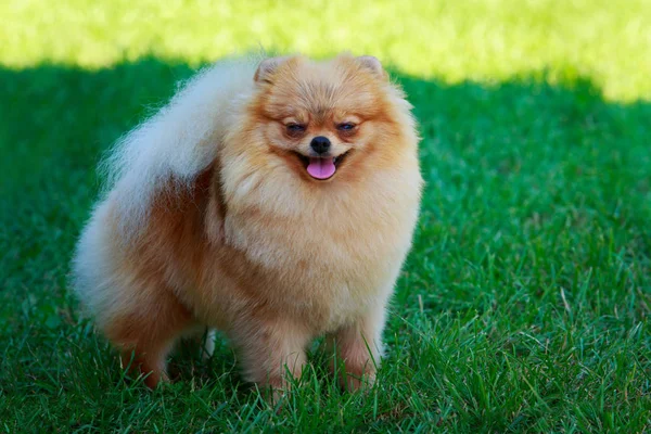 Pequeño Pomeranian Spitz Pie Sobre Hierba Verde — Foto de Stock