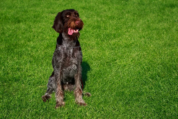 Hunden Rasen Drahthaar Platser Ett Grönt Gräs — Stockfoto