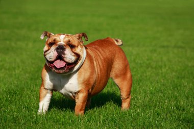 Yeşil çimenlerin üzerinde İngilizce Bulldog köpek doğurmak