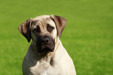 İngiliz Mastiff yeşil çimenlerin üzerinde köpek doğurmak