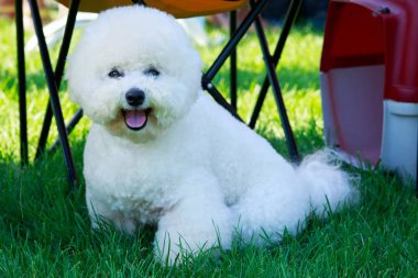 Yeşil çimenlerin üzerinde Bichon Frise köpek doğurmak