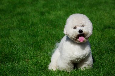 Yeşil çimenlerin üzerinde Bichon Frise köpek doğurmak