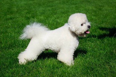 Yeşil çimenlerin üzerinde Bichon Frise köpek doğurmak