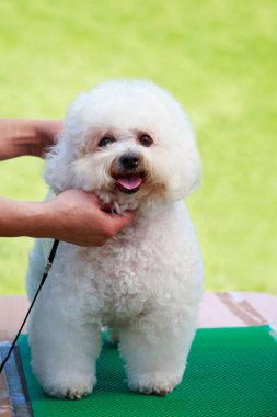 Köpek doğurmak Bichon Frise yakın çekim