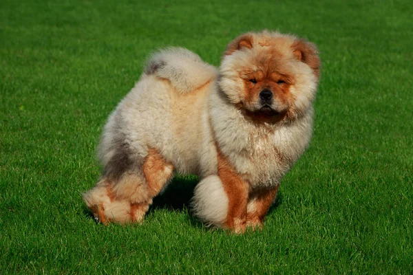 Hund Rasen Chow Chow Grönt Gräs — Stockfoto