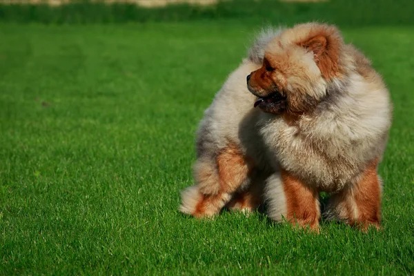 Σκύλος Ράτσα Τσόου Τσόου Στο Γρασίδι — Φωτογραφία Αρχείου