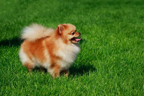 Küçük Pomeranian Spitz stand yeşil çimenlerin üzerinde
