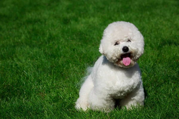 緑の芝生の上の犬ビションフリーゼ — ストック写真