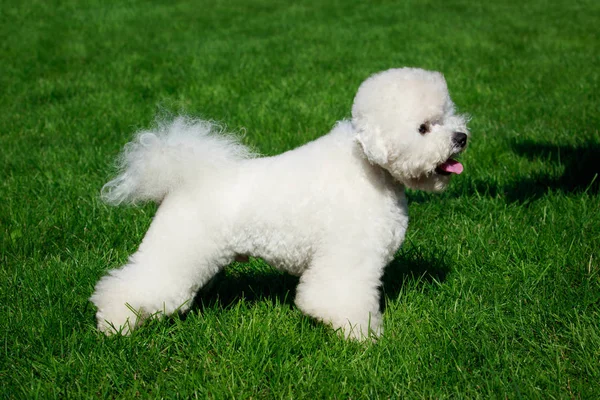 Raza Perro Bichon Frise Sobre Hierba Verde —  Fotos de Stock